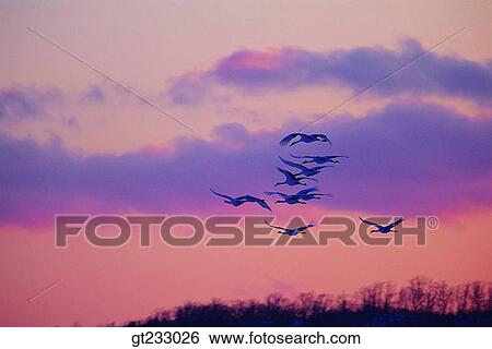 crane, bird, birds, fowlsfowl, company, party, crowd View Large Photo Image Stock Photograph - crane, bird, birds, fowlsfowl, company, party, crowd. Fotosearch
