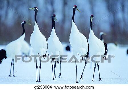 Picture - crane, bird, birds, fowlsfowl, snowscape, snow. Fotosearch