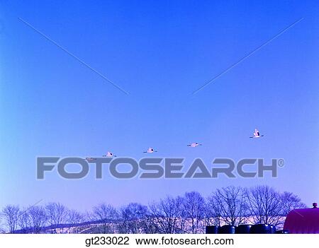 crane, bird, birds, fowlsfowl, sky, movement, tree View Large Photo Image Stock Image - crane, bird, birds, fowlsfowl, sky, movement, tree. Fotosearch
