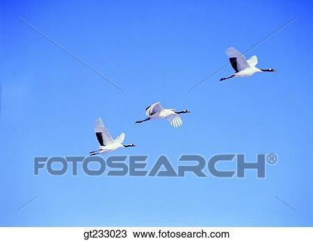 crane, bird, birds, fowlsfowl, sky View Large Photo Image Stock Image - crane, bird, birds, fowlsfowl, sky. Fotosearch