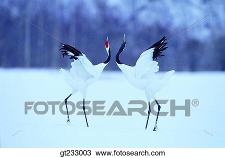 crane, bird, birds, fowlsfowl, snowscape, snow, couple View Large Photo Image Stock Image - crane, bird, birds, fowlsfowl, snowscape, snow, couple. Fotosearch