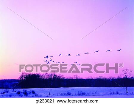 Stock Image - crane, bird, birds, fowlsfowl, movement, snowscape, snow. Fotosearch