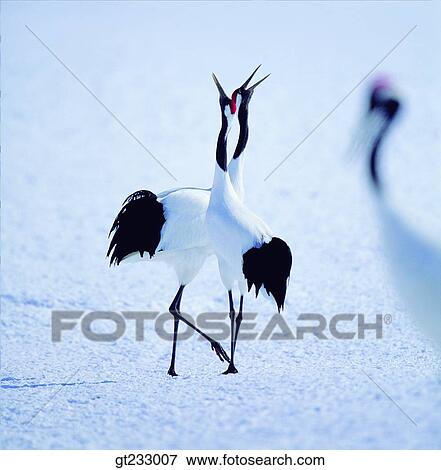 crane, bird, birds, fowlsfowl, snowscape, snow, couple View Large Photo Image Stock Photo - crane, bird, birds, fowlsfowl, snowscape, snow, couple. Fotosearch