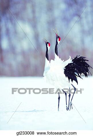 crane, bird, birds, fowlsfowl, snowscape, snow, couple View Large Photo Image Stock Photo - crane, bird, birds, fowlsfowl, snowscape, snow, couple. Fotosearch
