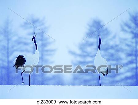 Stock Photo - crane, bird, birds, fowlsfowl, snowscape, snow, couple. Fotosearch