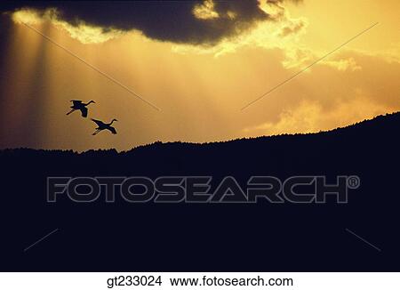 crane, bird, birds, fowlsfowl, sunset, sundown, sunlight View Large Photo Image Picture - crane, bird, birds, fowlsfowl, sunset, sundown, sunlight. Fotosearch