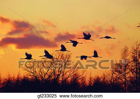 crane, bird, birds, fowlsfowl, sunset, sundown, movement View Large Photo Image Stock Photography - crane, bird, birds, fowlsfowl, sunset, sundown, movement. Fotosearch