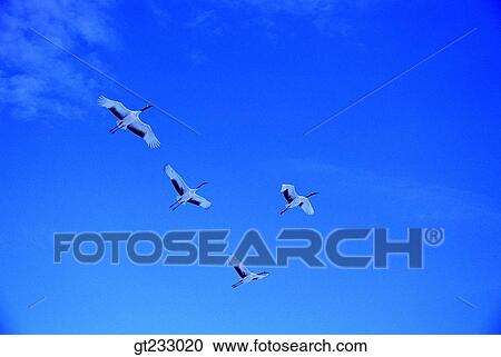 crane, bird, birds, fowlsfowl, wings, sky View Large Photo Image Stock Image - crane, bird, birds, fowlsfowl, wings, sky. Fotosearch