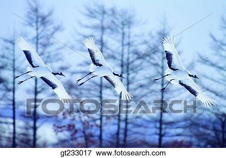 crane, bird, birds, fowlsfowl, wings, sky View Large Photo Image Stock Photo - crane, bird, birds, fowlsfowl, wings, sky. Fotosearch