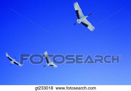 Stock Photo - crane, bird, birds, fowlsfowl, wings, sky. Fotosearch
