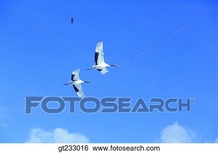 crane, bird, birds, fowlsfowl, wings, sky, cloud View Large Photo Image Stock Photograph - crane, bird, birds, fowlsfowl, wings, sky, cloud. Fotosearch