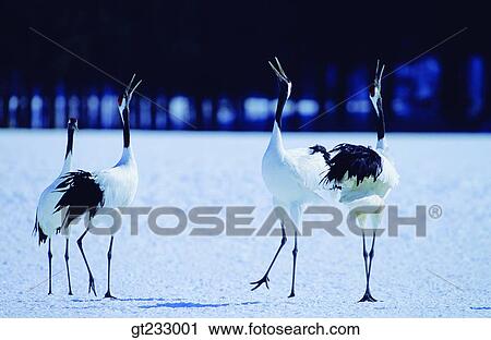 crane, bird, birds, fowlsfowl, winter, snowscape, snow View Large Photo Image Stock Image - crane, bird, birds, fowlsfowl, winter, snowscape, snow. Fotosearch
