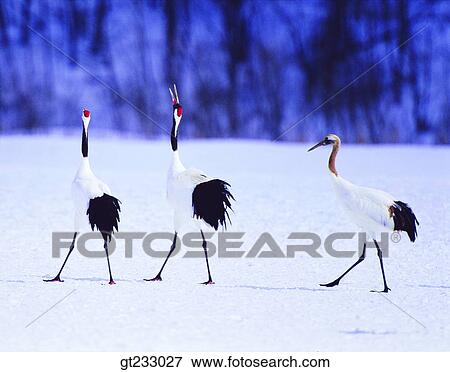 crane, bird, birds, fowlsfowl, winter, snowscape, snow View Large Photo Image Stock Photo - crane, bird, birds, fowlsfowl, winter, snowscape, snow. Fotosearch