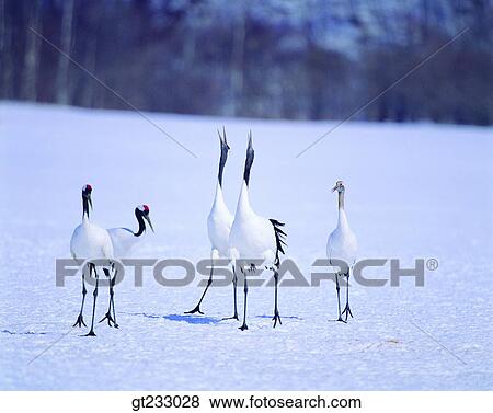 Stock Photo - crane, bird, birds, fowlsfowl, winter, snowscape, snow. Fotosearch