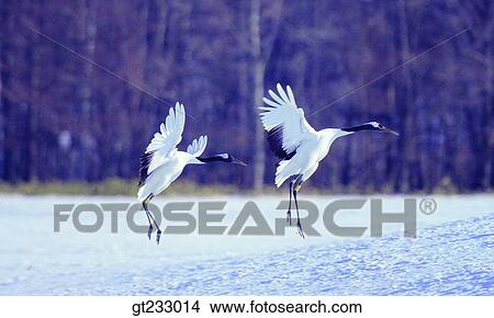 cranesnowscape, snow, couple, pair, female and male, woman and man View Large Photo Image Picture - cranesnowscape, snow, couple, pair, female and male, woman and man. Fotosearch