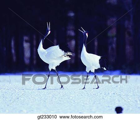 Stock Image - cranesnowscape, snow, couple, pair, female and male, woman and man. Fotosearch