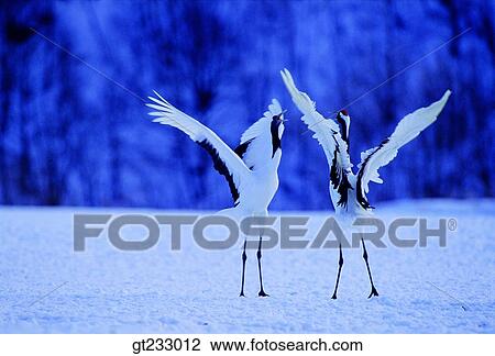 Stock Image - cranesnowscape, snow, couple, pair, female and male, woman and man. Fotosearch