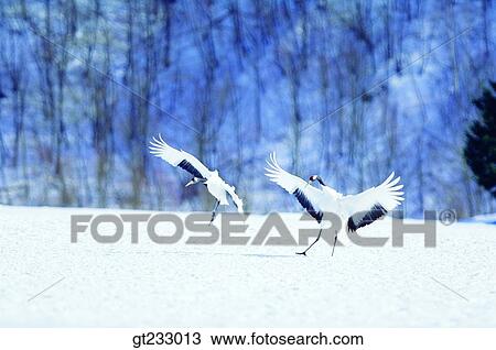 cranesnowscape, snow, couple, pair, female and male, woman and man View Large Photo Image Stock Image - cranesnowscape, snow, couple, pair, female and male, woman and man. Fotosearch