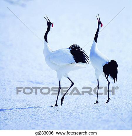 cranesnowscape, snow, couple, pair, female and male, woman and man View Large Photo Image Stock Photograph - cranesnowscape, snow, couple, pair, female and male, woman and man. Fotosearch