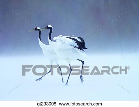 Stock Photography - cranesnowscape, snow, couple, pair, female and male, woman and man. Fotosearch