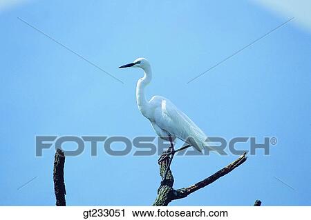 egret, bird, birds, fowlsfowl, fowl, branch, summer View Large Photo Image Stock Image - egret, bird, birds, fowlsfowl, fowl, branch, summer. Fotosearch