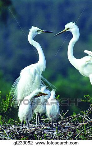 egret, bird, birds, fowlsfowl, fowl, bill, beak View Large Photo Image Stock Image - egret, bird, birds, fowlsfowl, fowl, bill, beak. Fotosearch