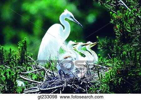egret, nest, mother and young, mother bird, young bird, summer, seasonal bird View Large Photo Image Stock Photo - egret, nest, mother and young, mother bird, young bird, summer, seasonal bird. Fotosearch