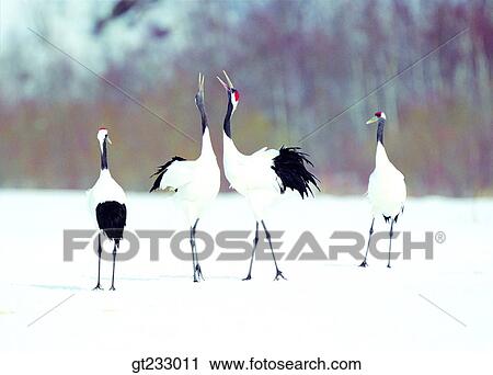 Grue Oiseau Oiseaux Fowlsfowl Snowscape Neige Banque Dimage