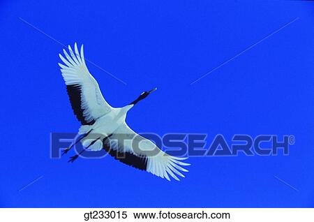 Grue Oiseau Oiseaux Fowlsfowl Mouche Vol Ailes Banques De Photographies