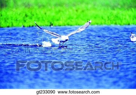 Stock Image - gull, mew, bird, birds, fowlsfowl. Fotosearch