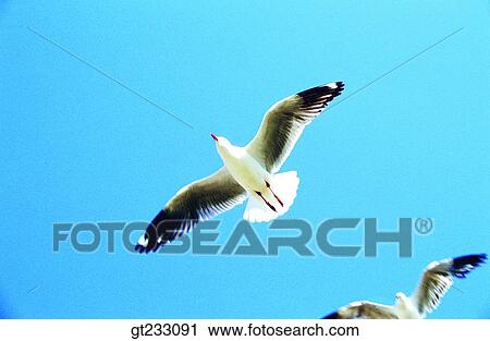 Stock Image - gull, mew, bird, birds, fowlsfowl. Fotosearch
