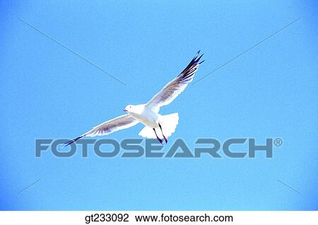 Stock Image - gull, mew, bird, birds, fowlsfowl. Fotosearch
