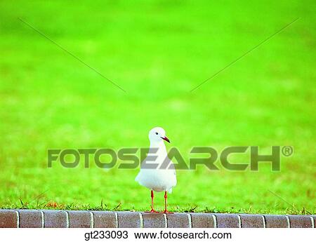 Stock Image - gull, mew, bird, birds, fowlsfowl. Fotosearch
