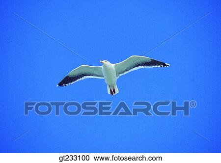 Stock Image - gull, mew, bird, birds, fowlsfowl. Fotosearch