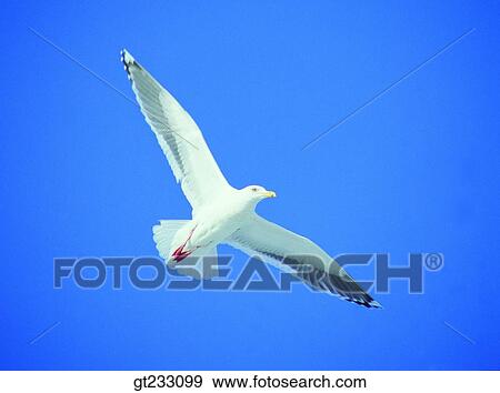 Stock Photo - gull, mew, bird, birds, fowlsfowl. Fotosearch