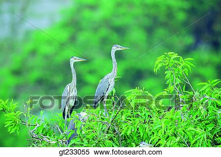 Stock Photography - heron, bird, birds, fowlsfowl, couple, pair, summer. Fotosearch