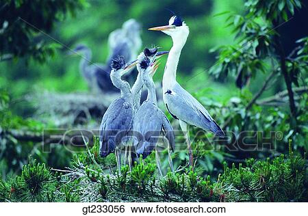 Stock Photograph - heron, bird, birds, fowlsfowl, nest, mother and young, mother bird. Fotosearch