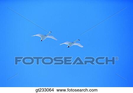 swan, Swan, bird, birds, fowlsfowl, blue sky, sky View Large Photo Image Picture - swan, Swan, bird, birds, fowlsfowl, blue sky, sky. Fotosearch