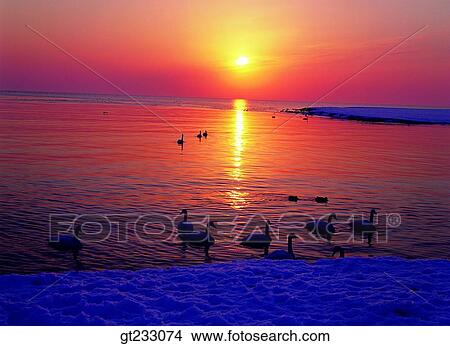 swan, Swan, bird, birds, fowlsfowl, sea, sunrise View Large Photo Image Picture - swan, Swan, bird, birds, fowlsfowl, sea, sunrise. Fotosearch