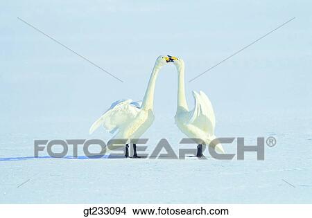 swan, Swan, bird, birds, fowlsfowl View Large Photo Image Picture - swan, Swan, bird, birds, fowlsfowl. Fotosearch
