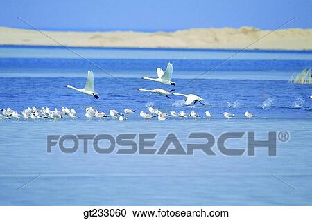 swan, Swan, bird, birds, fowlsfowl, river, company View Large Photo Image Stock Image - swan, Swan, bird, birds, fowlsfowl, river, company. Fotosearch