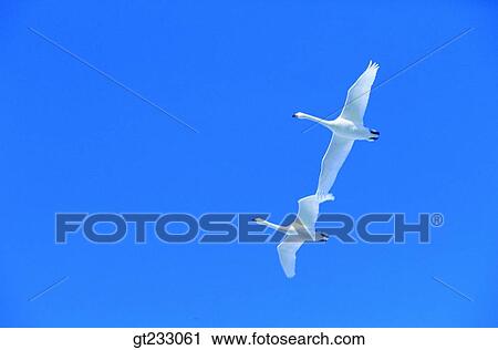 Stock Image - swan, Swan, bird, birds, fowlsfowl, blue sky, sky. Fotosearch