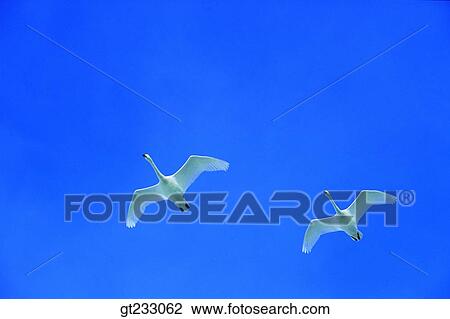Stock Image - swan, Swan, bird, birds, fowlsfowl, blue sky, sky. Fotosearch