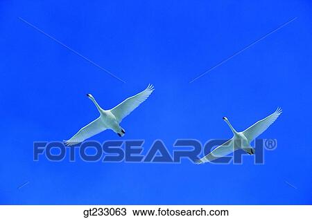 swan, Swan, bird, birds, fowlsfowl, blue sky, sky View Large Photo Image Stock Image - swan, Swan, bird, birds, fowlsfowl, blue sky, sky. Fotosearch