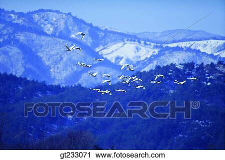 swan, Swan, bird, birds, fowlsfowl, movement, winter View Large Photo Image Stock Image - swan, Swan, bird, birds, fowlsfowl, movement, winter. Fotosearch