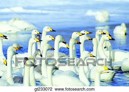 swan, Swan, bird, birds, fowlsfowl, company, party View Large Photo Image Stock Image - swan, Swan, bird, birds, fowlsfowl, company, party. Fotosearch