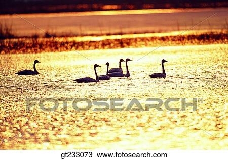 swan, Swan, bird, birds, fowlsfowl, gold light, golden light View Large Photo Image Stock Image - swan, Swan, bird, birds, fowlsfowl, gold light, golden light. Fotosearch