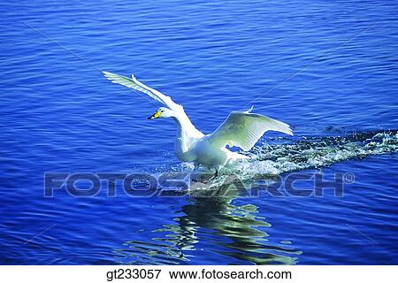 Stock Photo - swan, Swan, bird, birds, fowlsfowl, fly, flight. Fotosearch