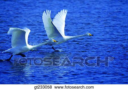 swan, Swan, bird, birds, fowlsfowl, couple, pair View Large Photo Image Stock Photo - swan, Swan, bird, birds, fowlsfowl, couple, pair. Fotosearch
