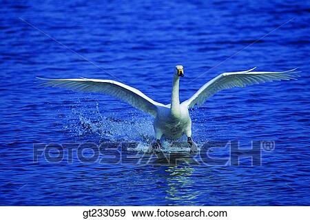 Stock Photo - swan, Swan, bird, birds, fowlsfowl, fly, flight. Fotosearch